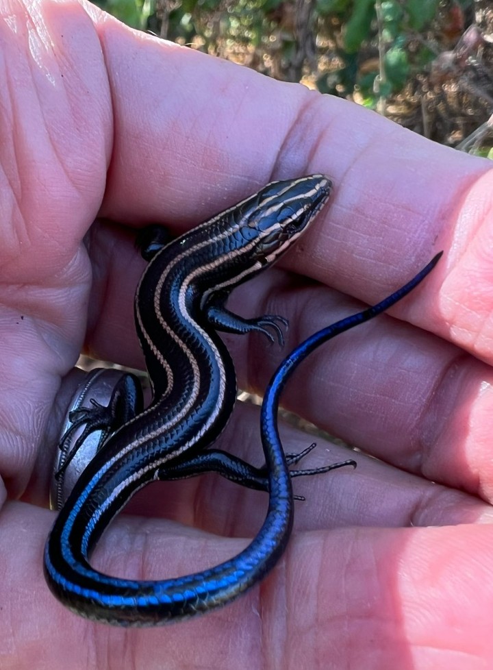 Five-lined Skink